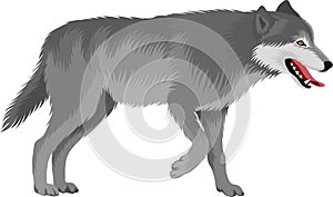 Vector gray wolf