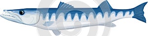 vector great barracuda fish