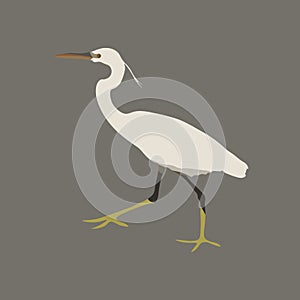 Vector Great white heron