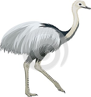 Vector greater rhea, flightless bird illustration