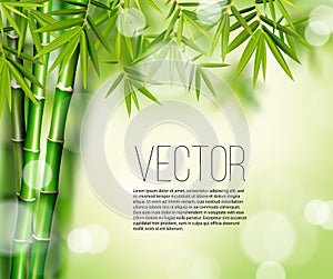 765_Vector green bamboo stems and leaves isolated on green background