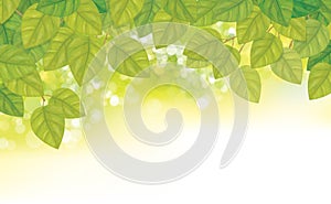 Vector green, bokeh, nature background. Green leaves border