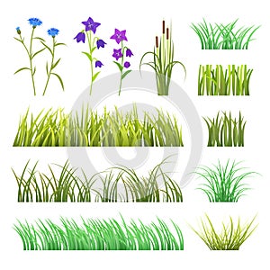 Vector green grass herb and flowers nature isolated on white background design template grassy elements illustration