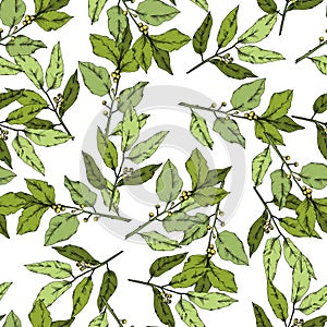 Vector green laurus leaf. Leaf plant botanical garden floral foliage. Seamless background pattern.