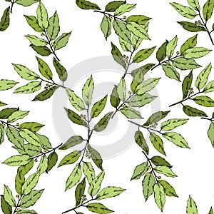 Vector green laurus leaf. Leaf plant botanical garden floral foliage. Seamless background pattern.
