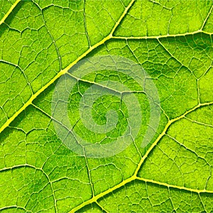 Vector green leaf macro background. EPS 8