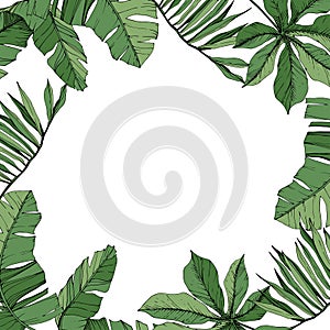 Vector Green leaf plant botanical foliage. Engraved ink art. Palm beach tree leaves. Frame border ornament square.