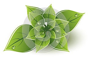 vector green leaves eco design
