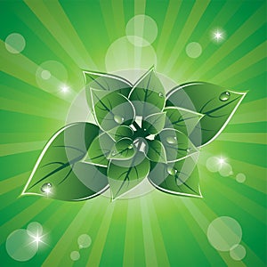 vector green leaves eco design