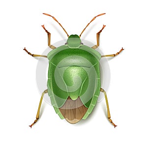 Green stink bug photo