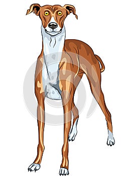 Vector Greyhound Dog breed smile