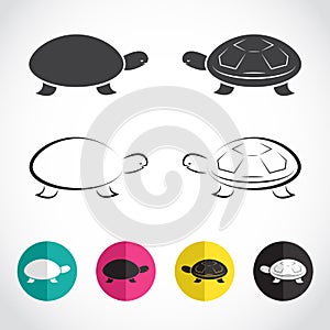 Vector group of turtle