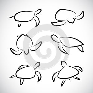 Vector group of turtle