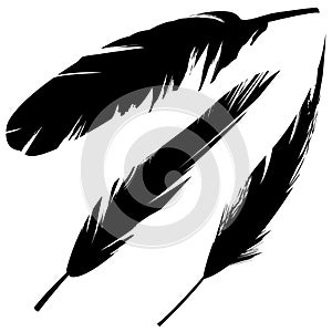Vector grunge feathers photo