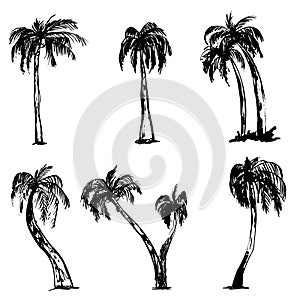 Vector grunge summer palm trees isolated white background. Beautiful summer banner. Tropical set.