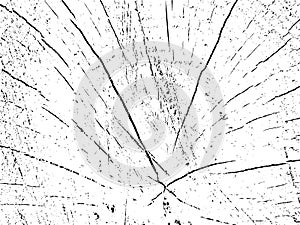 Vector grunge texture of a cross section of a birch with cracks