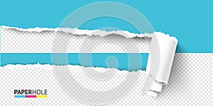 Vector half empty torn paper curled in scroll with rip hole edges on a transparent background for a sale advert banner