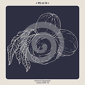 Vector hand darwn peach. Eps 10