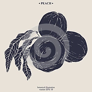 Vector hand darwn peach