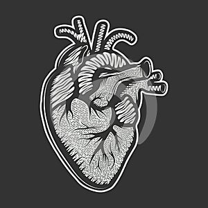 Vector hand dra style illustration for posters, decoration and print. Drawn sketch of anatomical heart in monochrome