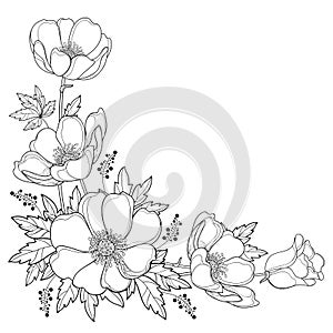 Vector hand drawing corner bouquet with outline Anemone flower or Windflower, bud and leaf in black isolated on white background.