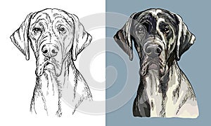 Vector hand drawing dog Great dane monochrome and color