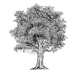 Vector Hand Drawing Drawn Tree