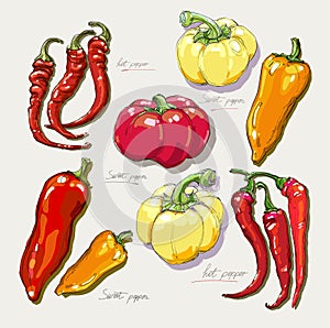 Vector hand drawing red hot peppers