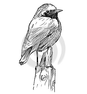 Vector Hand Drawing of Small Bird Common Redstart Sitting on Top of Pole