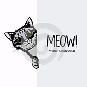 Vector Hand Drawm Striped Hiding Peeking Kitten. Tabby Kitten Head with Paws Up Peeking Over Blank White Placard, Poster