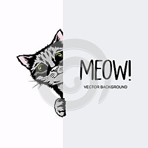 Vector Hand Drawm Striped Hiding Peeking Kitten. Tabby Kitten Head with Paws Up Peeking Over Blank White Placard, Poster
