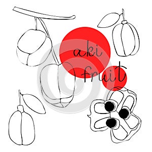 Vector hand drawn art of exotic fruit - aki. Aki is a dangerous exotic fruit, the national fruit of Jamaica. photo