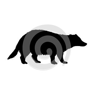Vector hand drawn badger silhouette