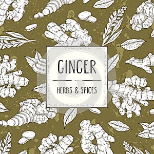 Vector hand drawn banner with ginger root