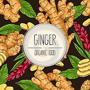 Vector hand-drawn banner with ginger. Vector healthy illustration