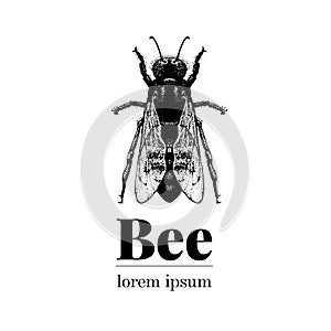 Vector hand drawn bee illustration. Vintage style logo template. Inteligent insect illustration.