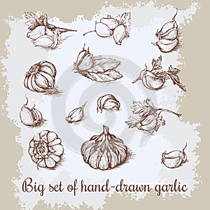 Vector hand drawn big garlic set. Vintage retro background with sketched garlics. Kitchen herbs and spices illustration.