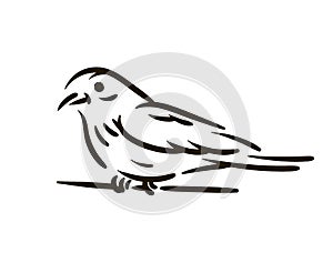 Vector hand drawn Bird line silhouette hand drawn illustration on white background.