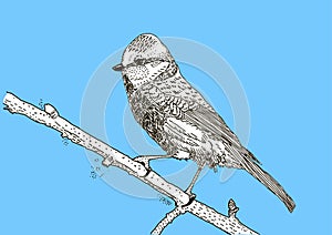 Vector hand drawn bird