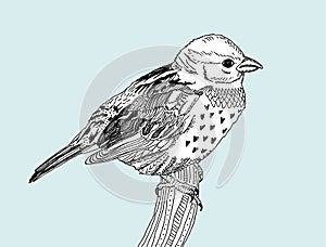 Vector hand drawn bird
