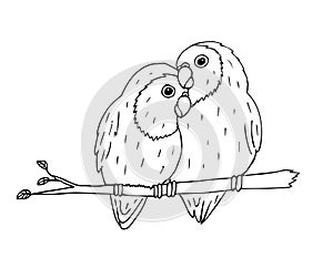 Vector hand drawn black lovebirds parrots pair