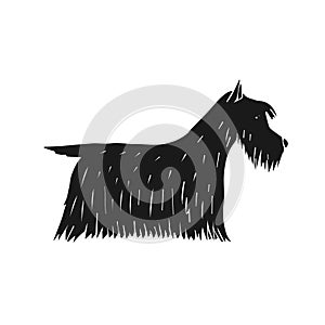 Vector hand drawn black Scottish terrier dog