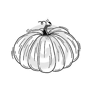 Vector hand drawn black and white sketch of round pumpkin isolated on white background