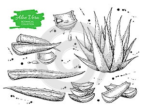 Vector hand drawn botanical Aloe Vera.