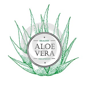 Vector hand drawn botanical Aloe Vera.
