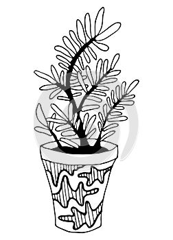 Vector hand drawn botanical illustration. Black outline succulent indoor plant in modern pot isolated on white background