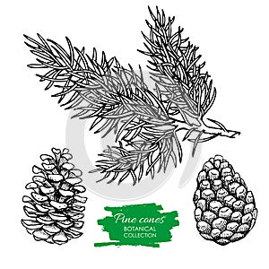 Vector hand drawn botanical Pine cone and branch.