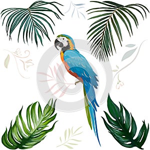 Vector hand drawn bright blue macaw bird and palm leaves on white background isolated