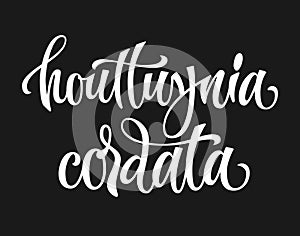Vector hand drawn calligraphy style lettering word - houttuynia cordata photo