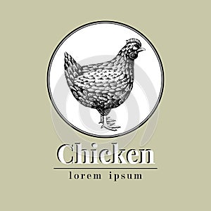 Vector hand drawn chicken illustration. Retro engraving style. Sketch farm animal drawing. Hen logo template.